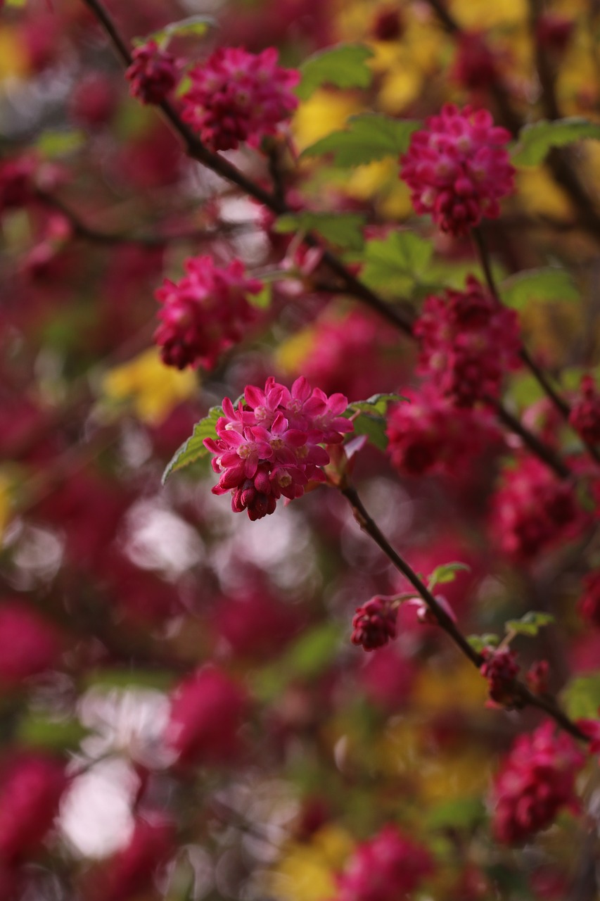 blossom  bloom  spring free photo