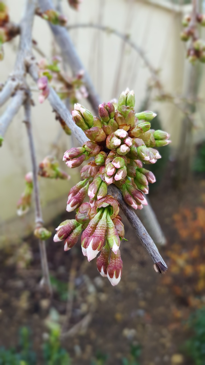 blossom  spring  easter free photo