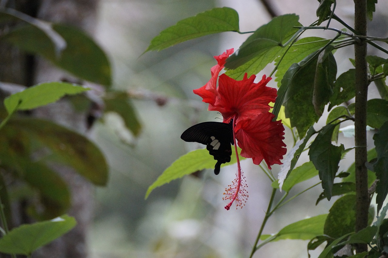 blossom  bloom  butterfly free photo