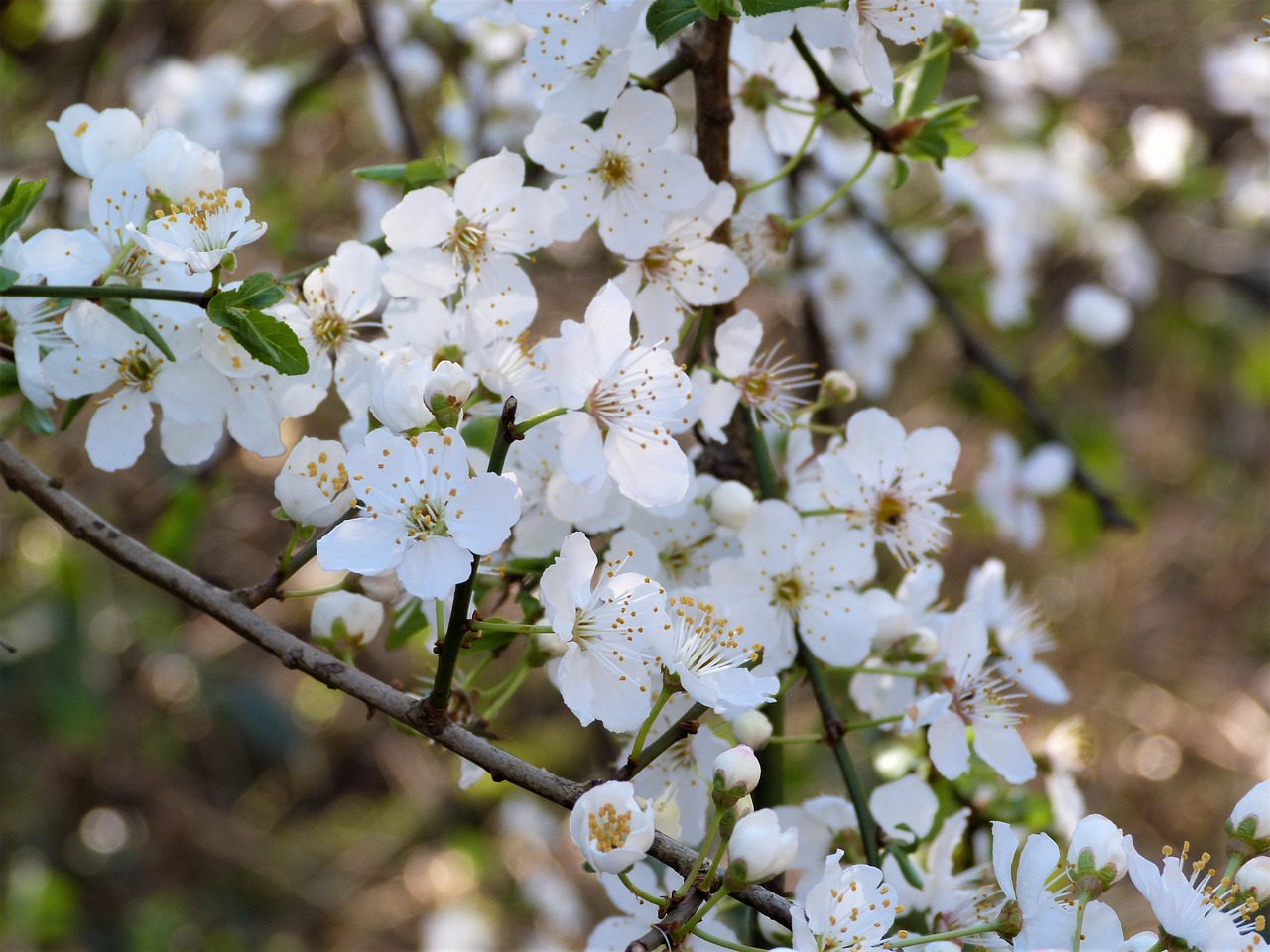 blossom  white  spring free photo