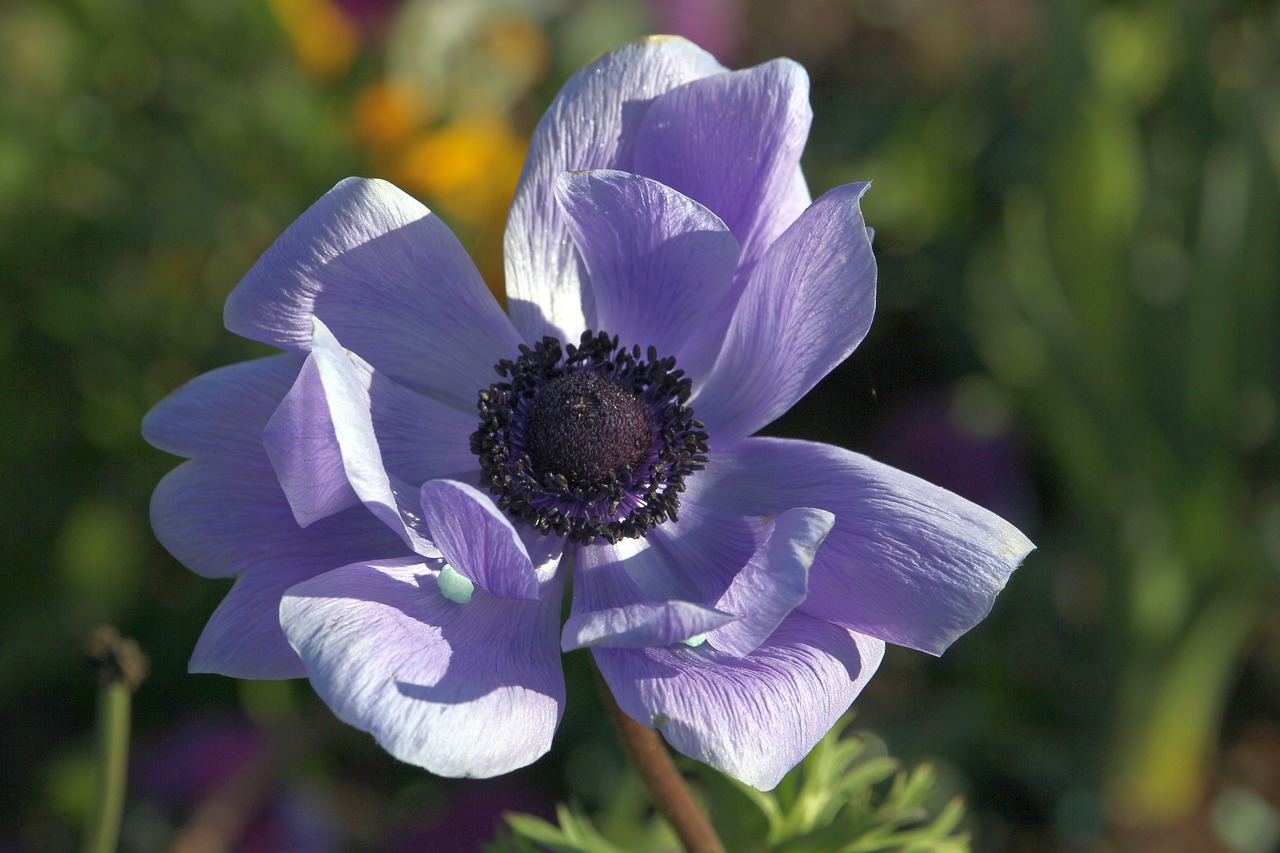 blossom  bloom  purple free photo