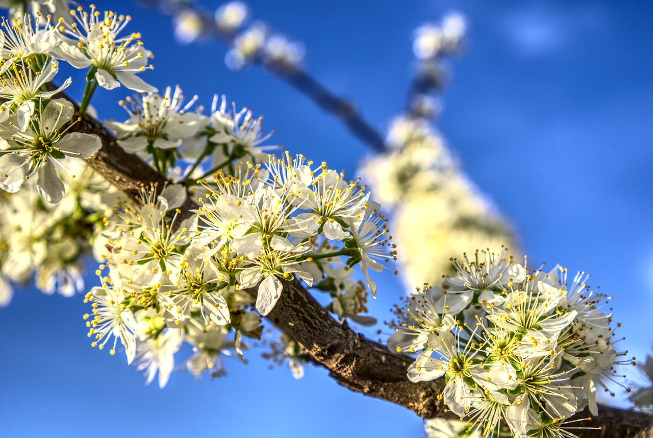 blossom  bloom  bloom free photo