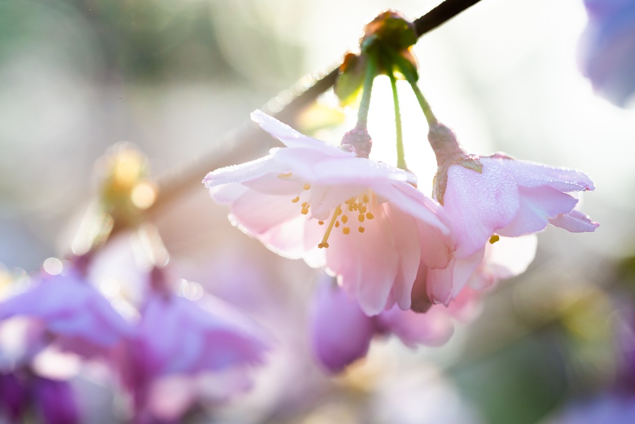 blossom  bloom  cherry free photo