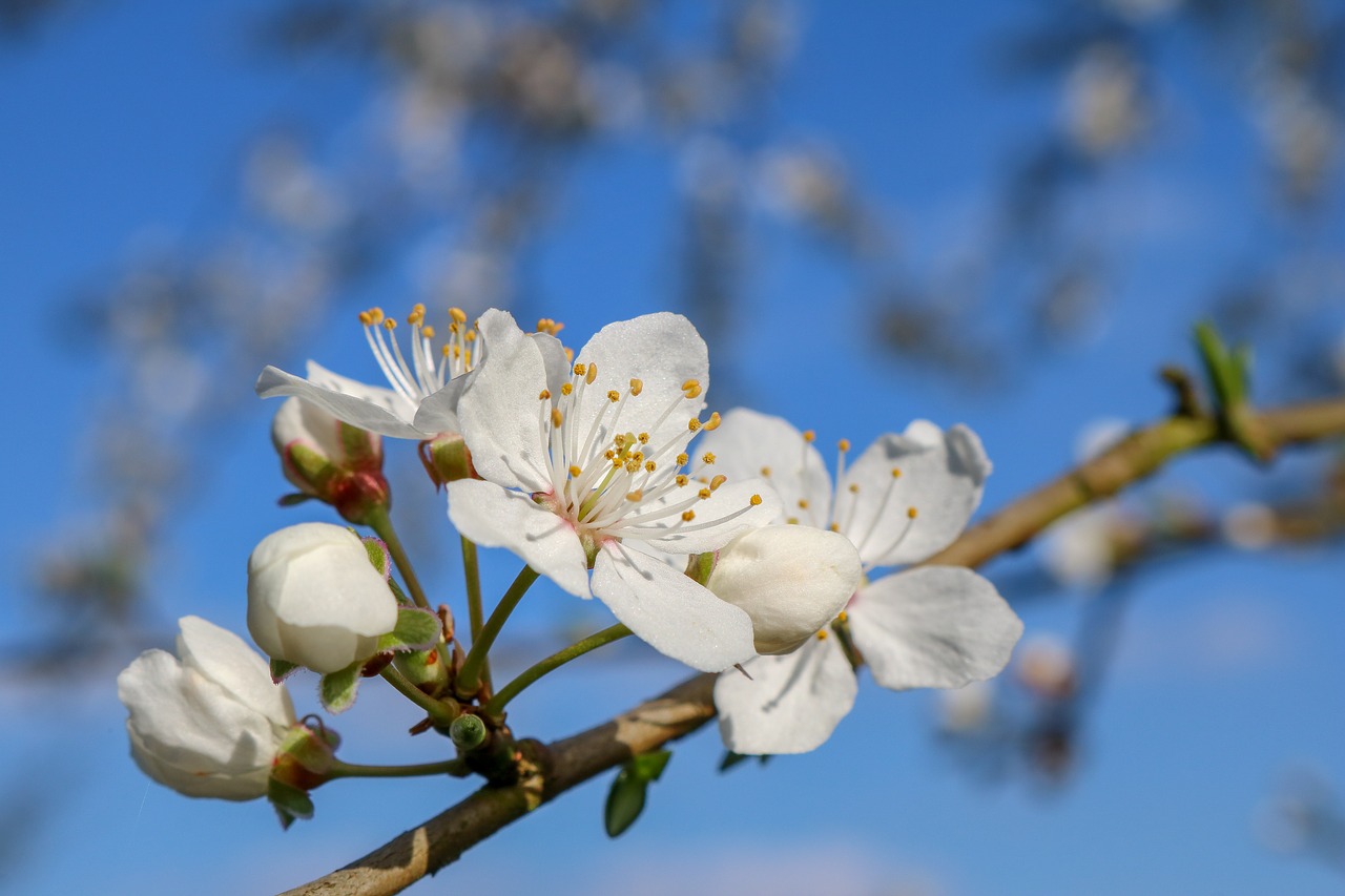 blossom  bloom  mirabelle free photo