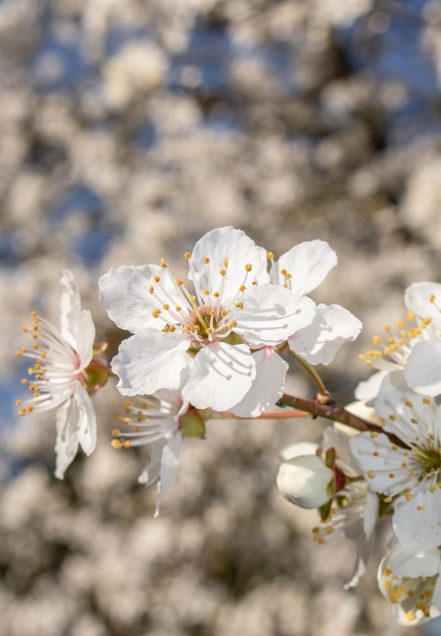 blossom  bloom  mirabelle free photo