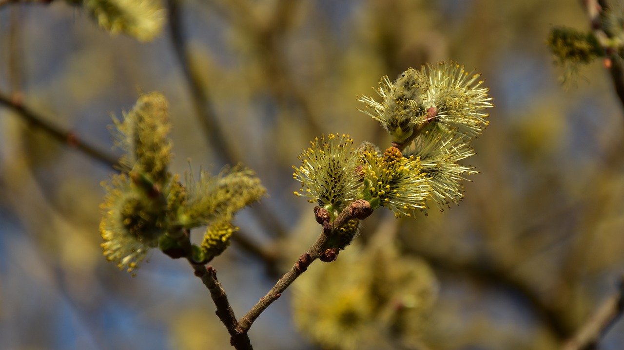 blossom  bloom  tree free photo