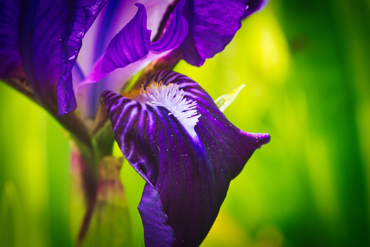 blossom  bloom  purple free photo