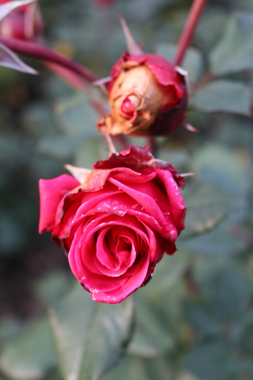 blossom  bloom  bud free photo