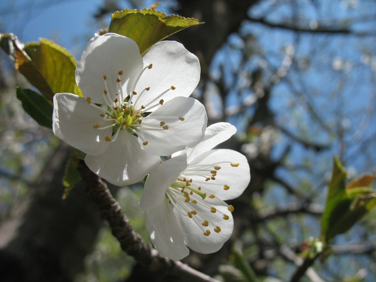 blossom tree white free photo