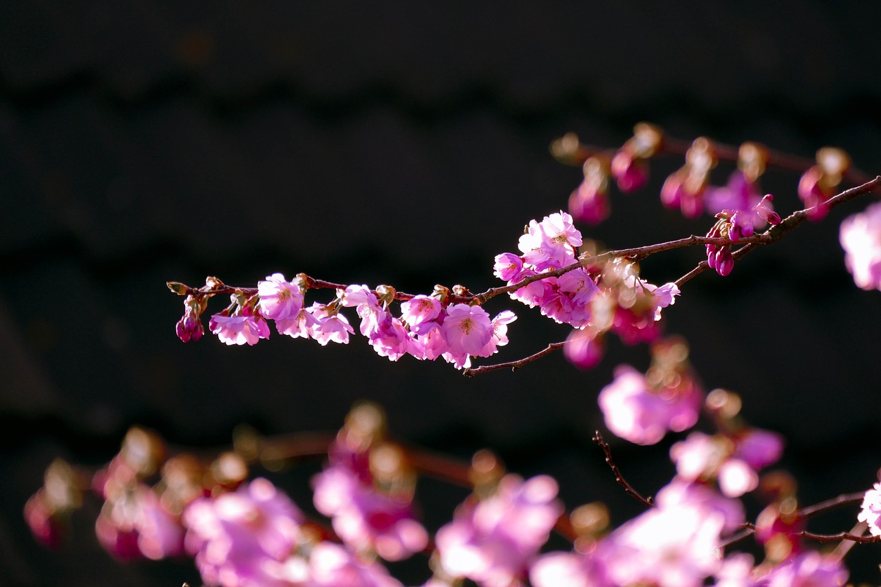 blossom  cherry  spring free photo