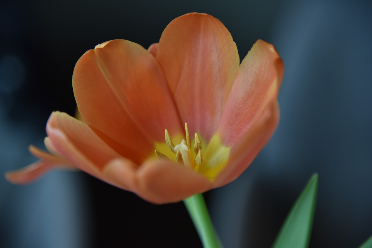 blossom  bloom  tulip free photo