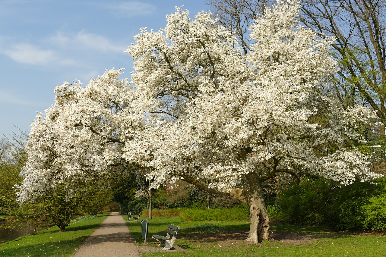 blossom  tree  spring free photo