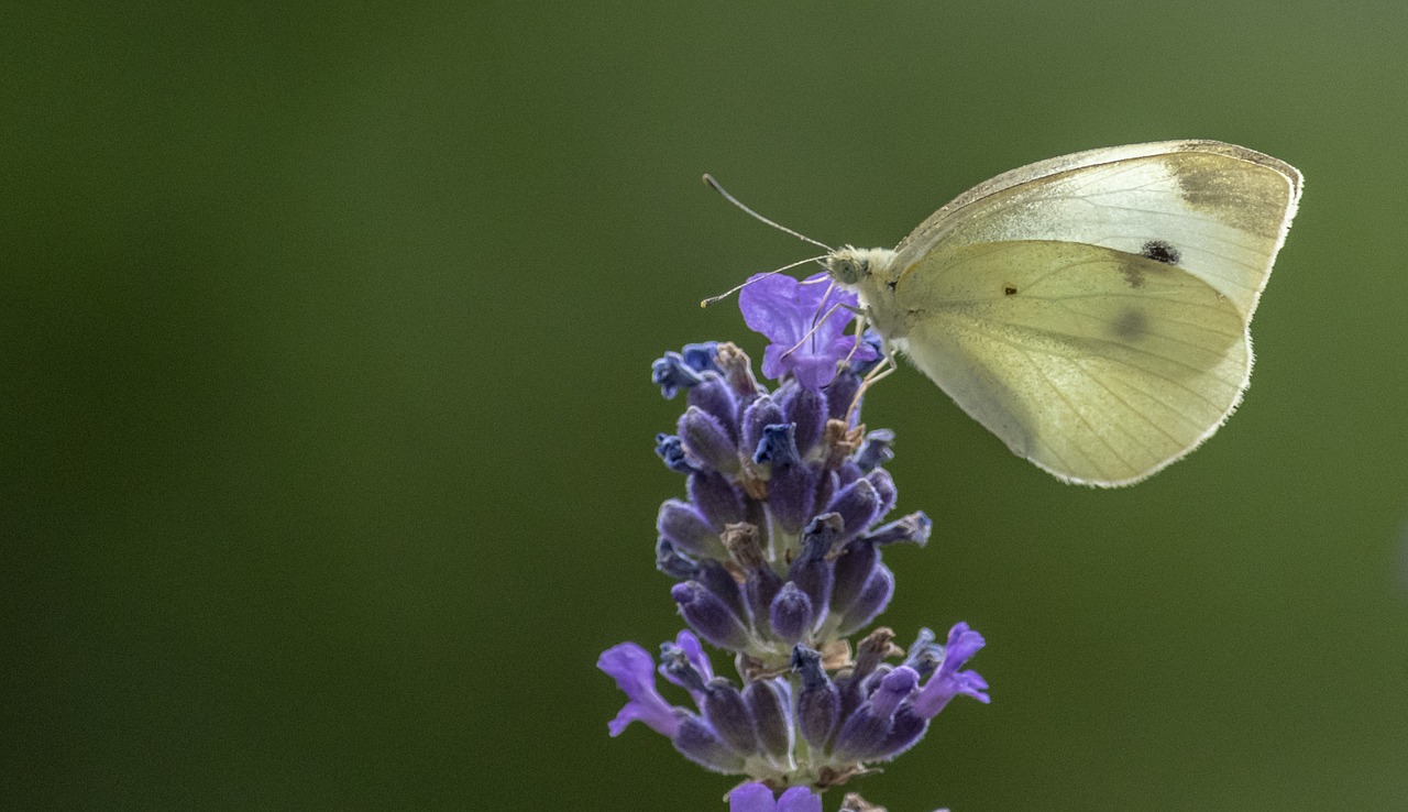 blossom  bloom  butterfly free photo