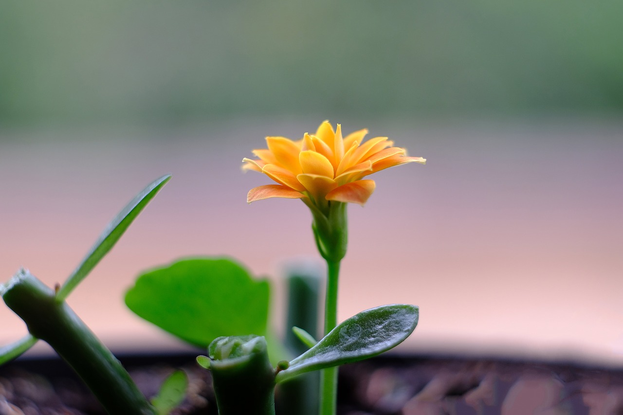 blossom  bloom  flowerpot free photo