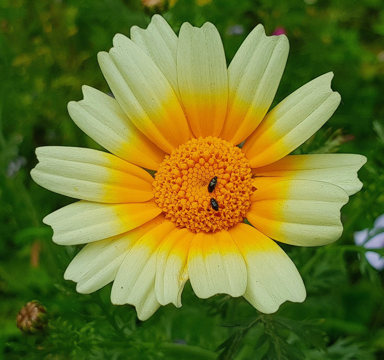 blossom  bloom  yellow free photo