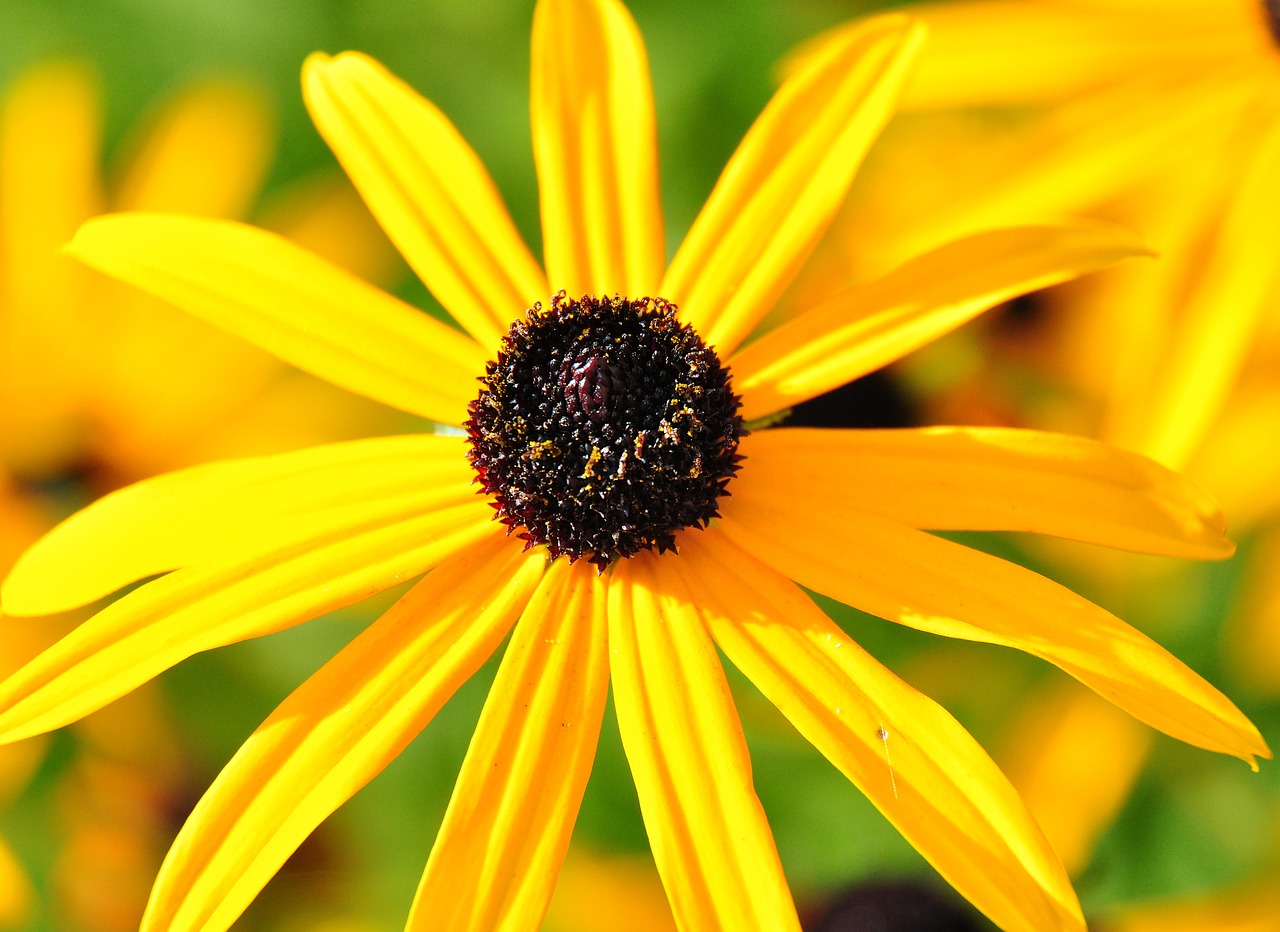 blossom  bloom  plant free photo