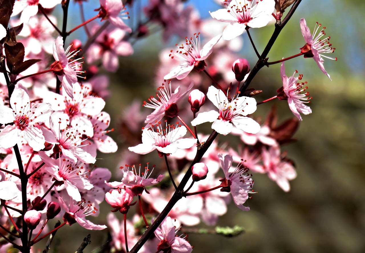 blossom  cherry blossom  spring free photo