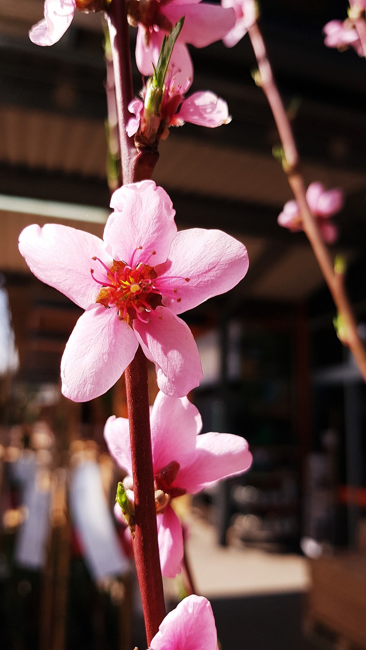 blossom  bloom  peach free photo