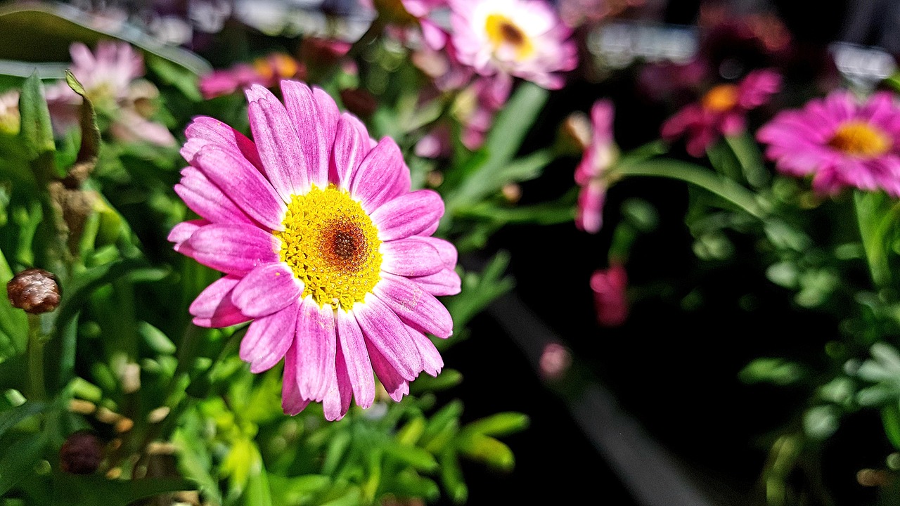 blossom  bloom  marguerite free photo