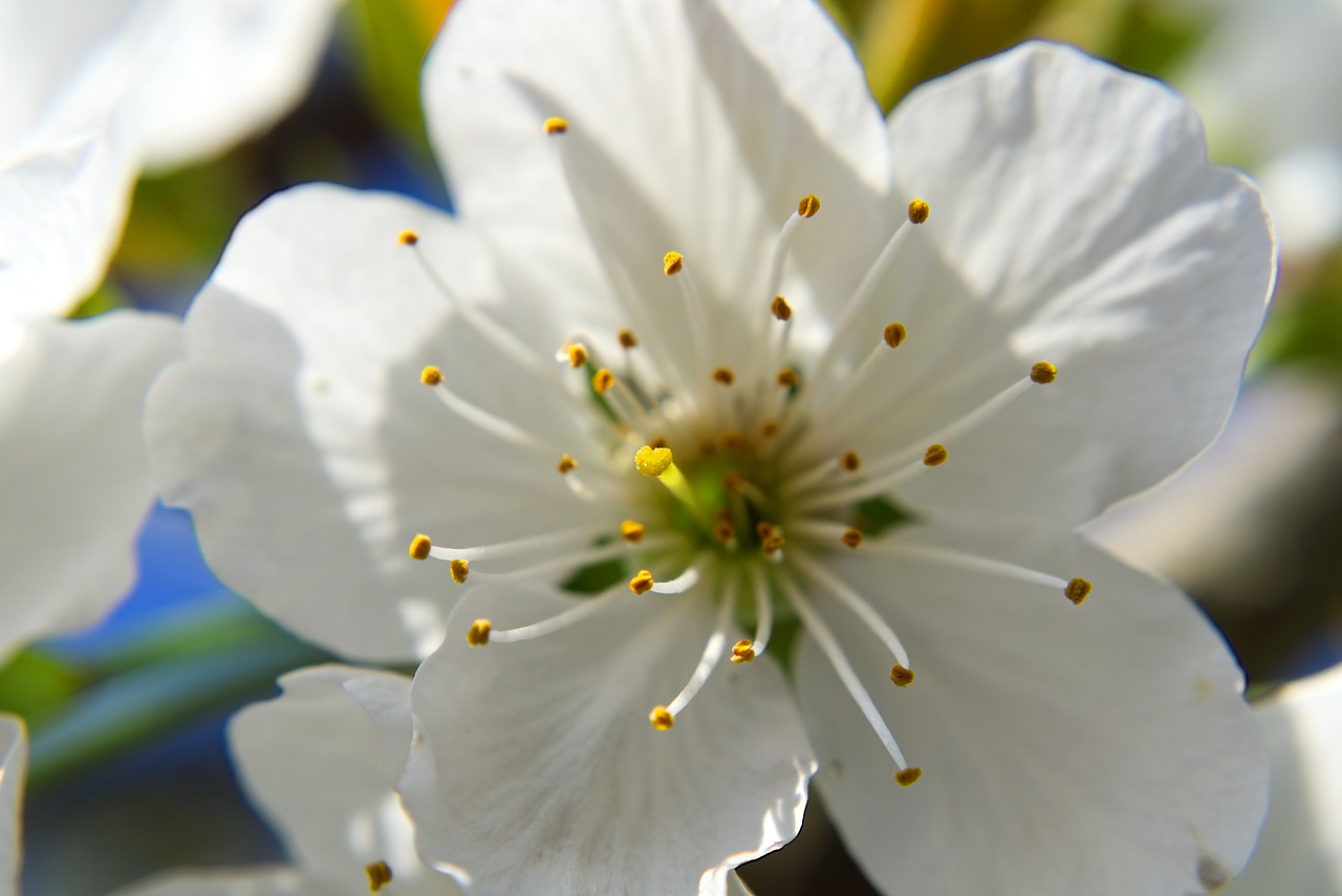 blossom  bloom  cherry free photo