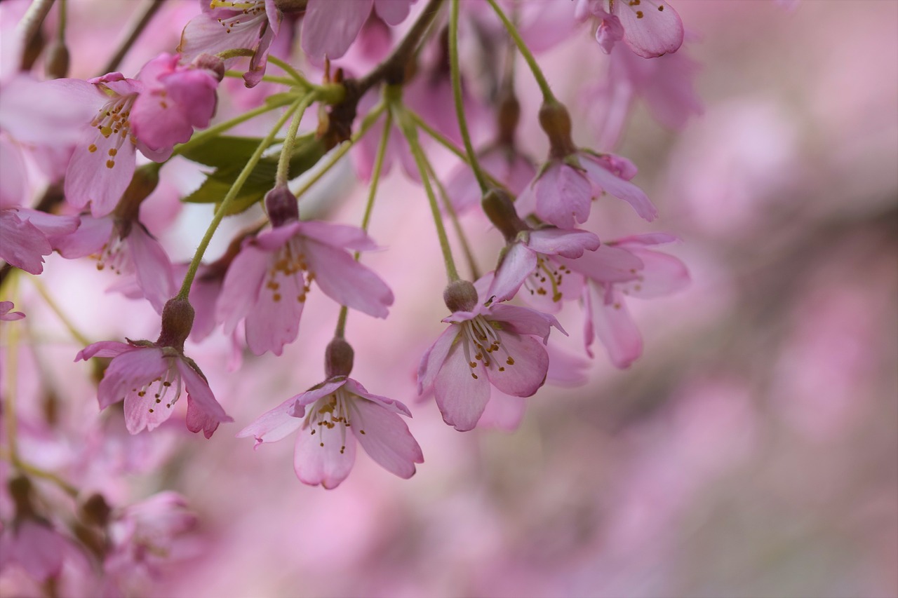 blossom  flowers  park free photo