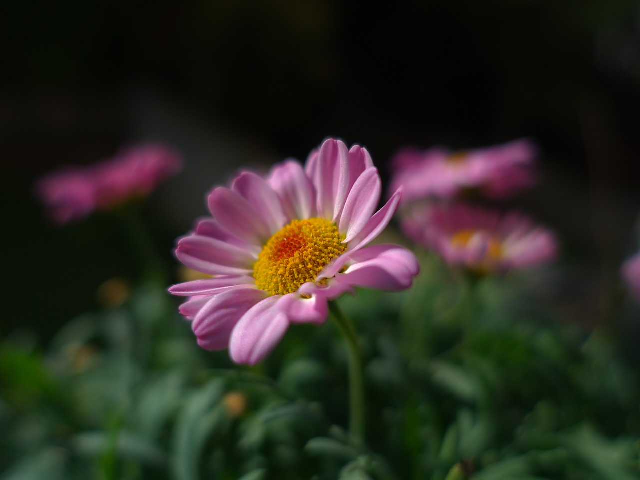 blossom  bloom  macro free photo