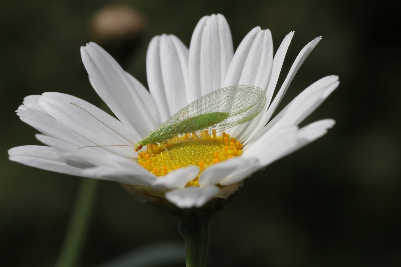 blossom  bloom  lacewing free photo