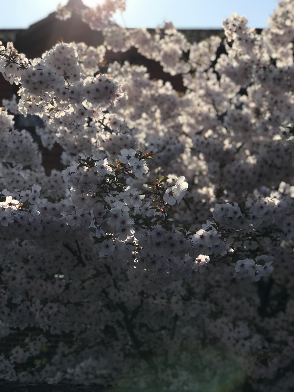 blossom  flowers  light free photo