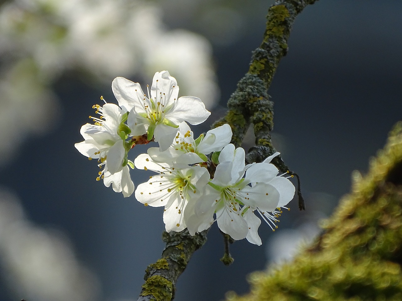 blossom  bloom  macro free photo