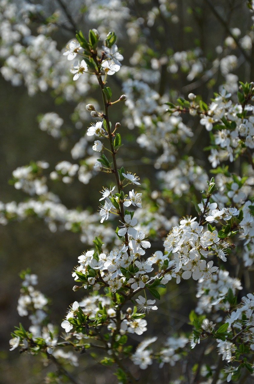 blossom  bloom  spring free photo