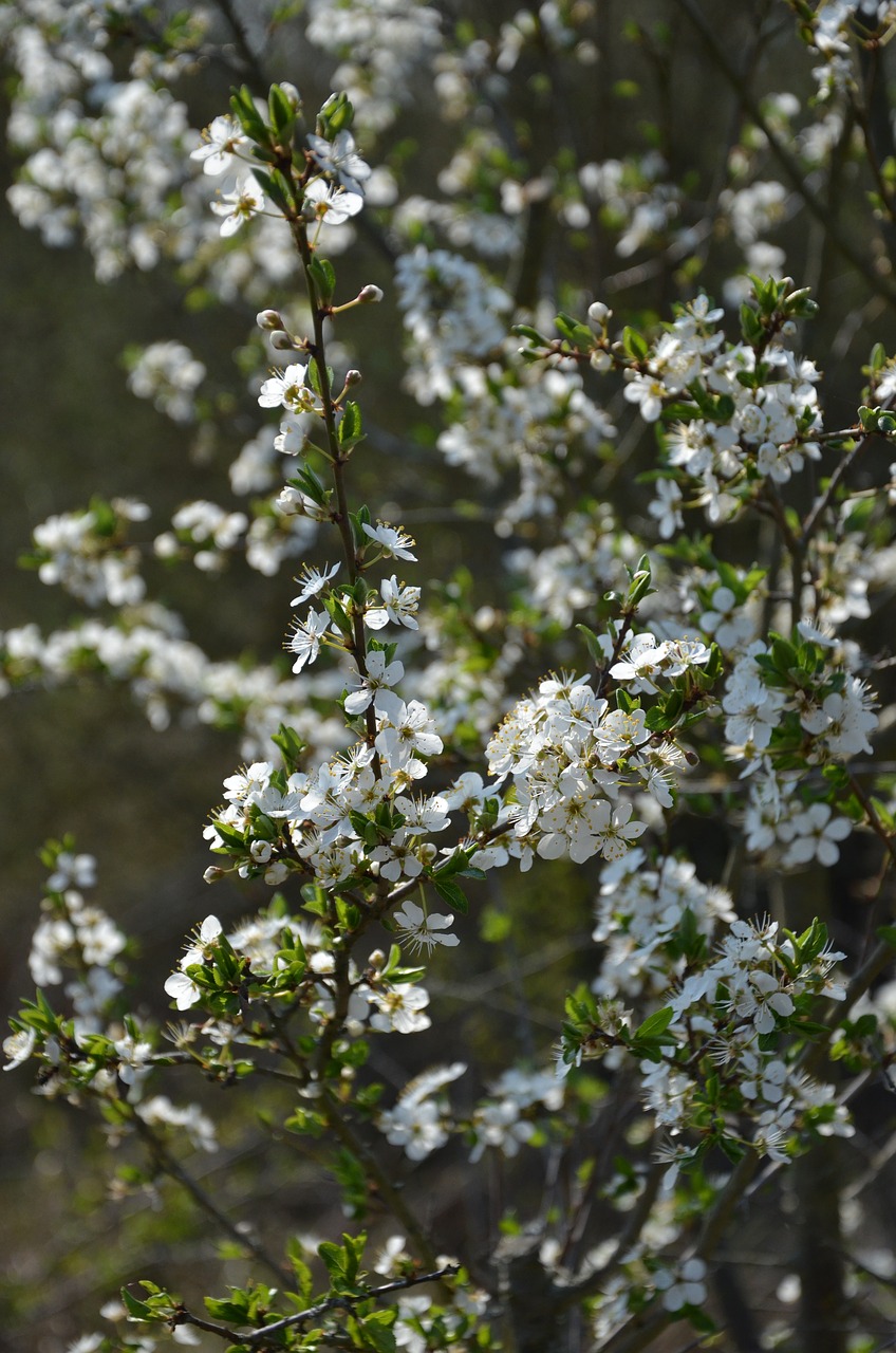 blossom  bloom  spring free photo