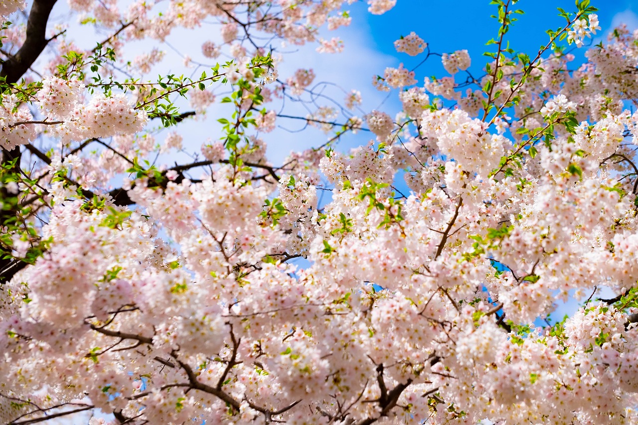 blossom  tree  pink free photo