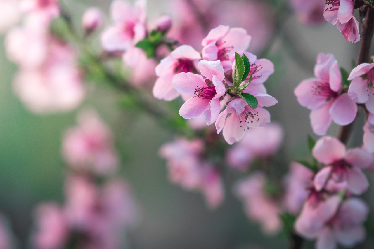 blossom  spring  pink free photo