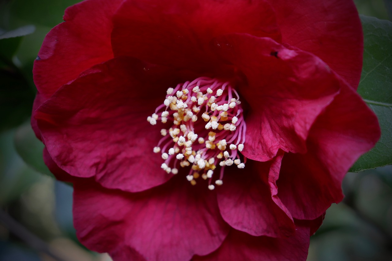 blossom  bloom  camellia free photo