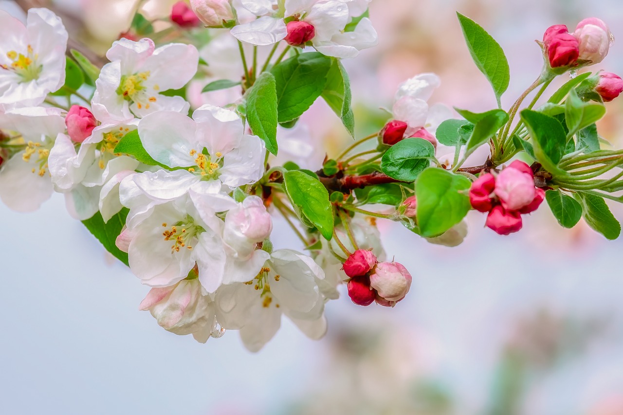 blossom  embellishment  raindrop free photo