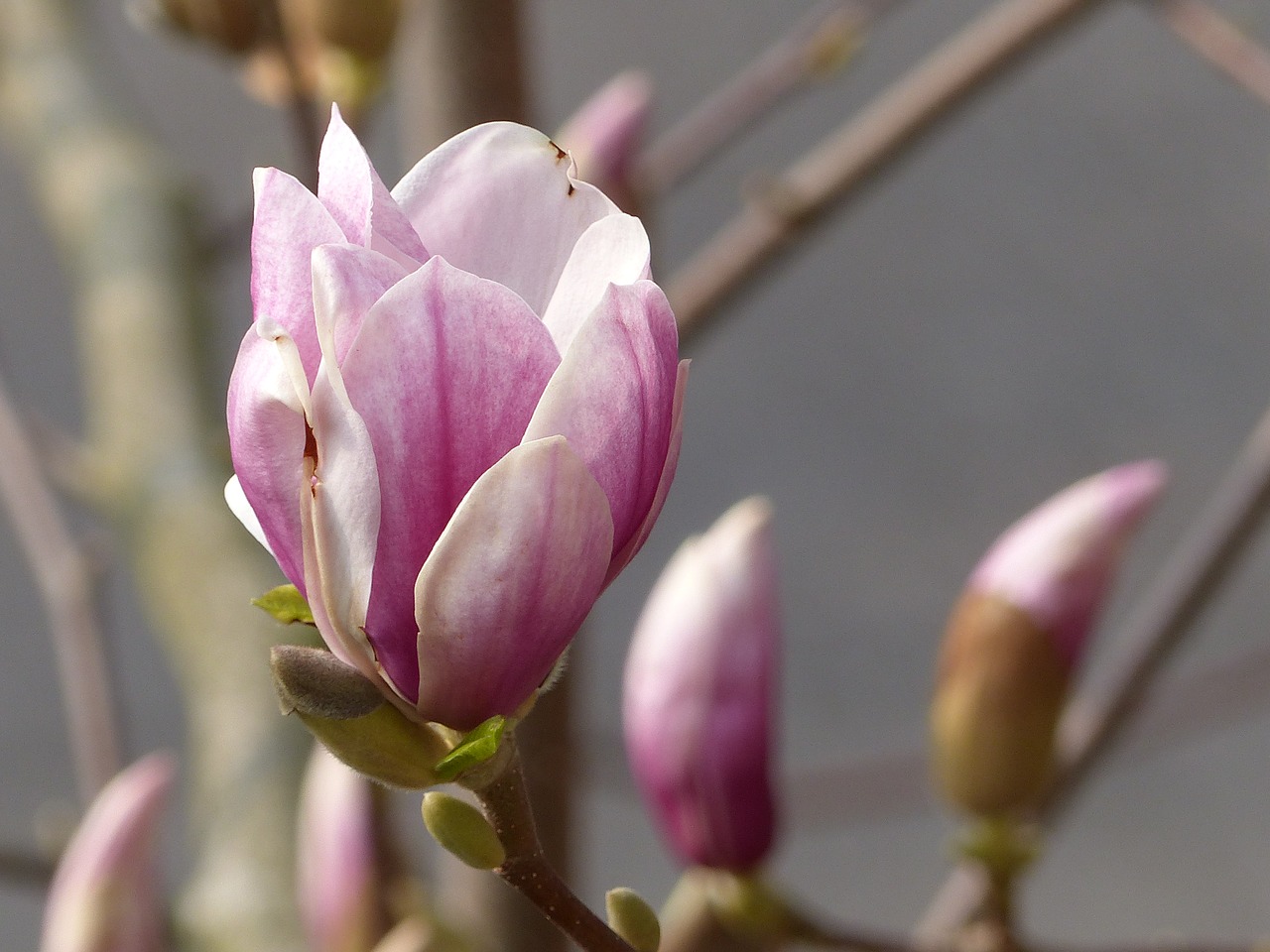 blossom  bloom  magnolia free photo