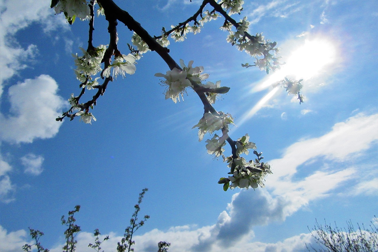 blossom  blue sky  sun free photo