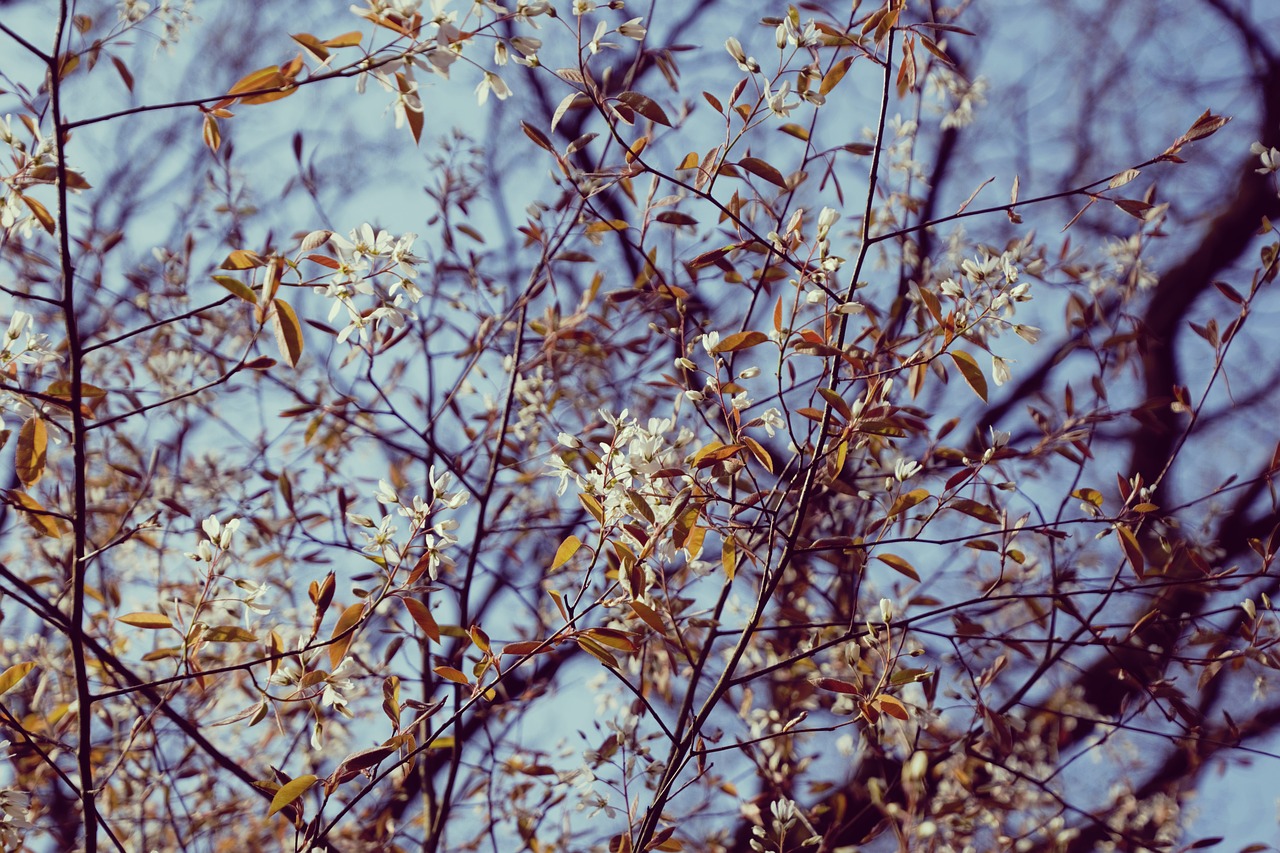 blossom  nature  bloom free photo