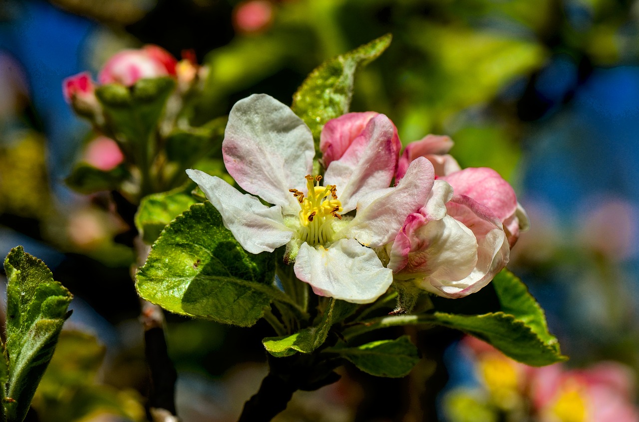 blossom  bloom  spring free photo