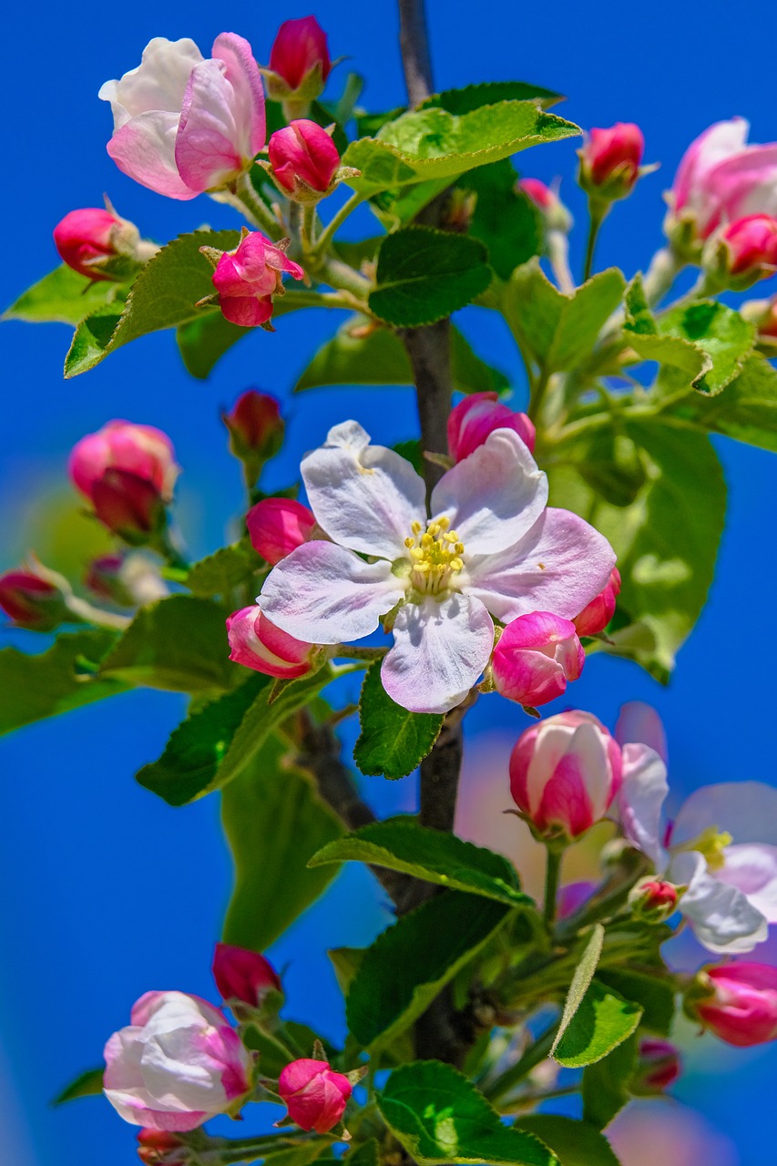 blossom  apple tree  spring free photo