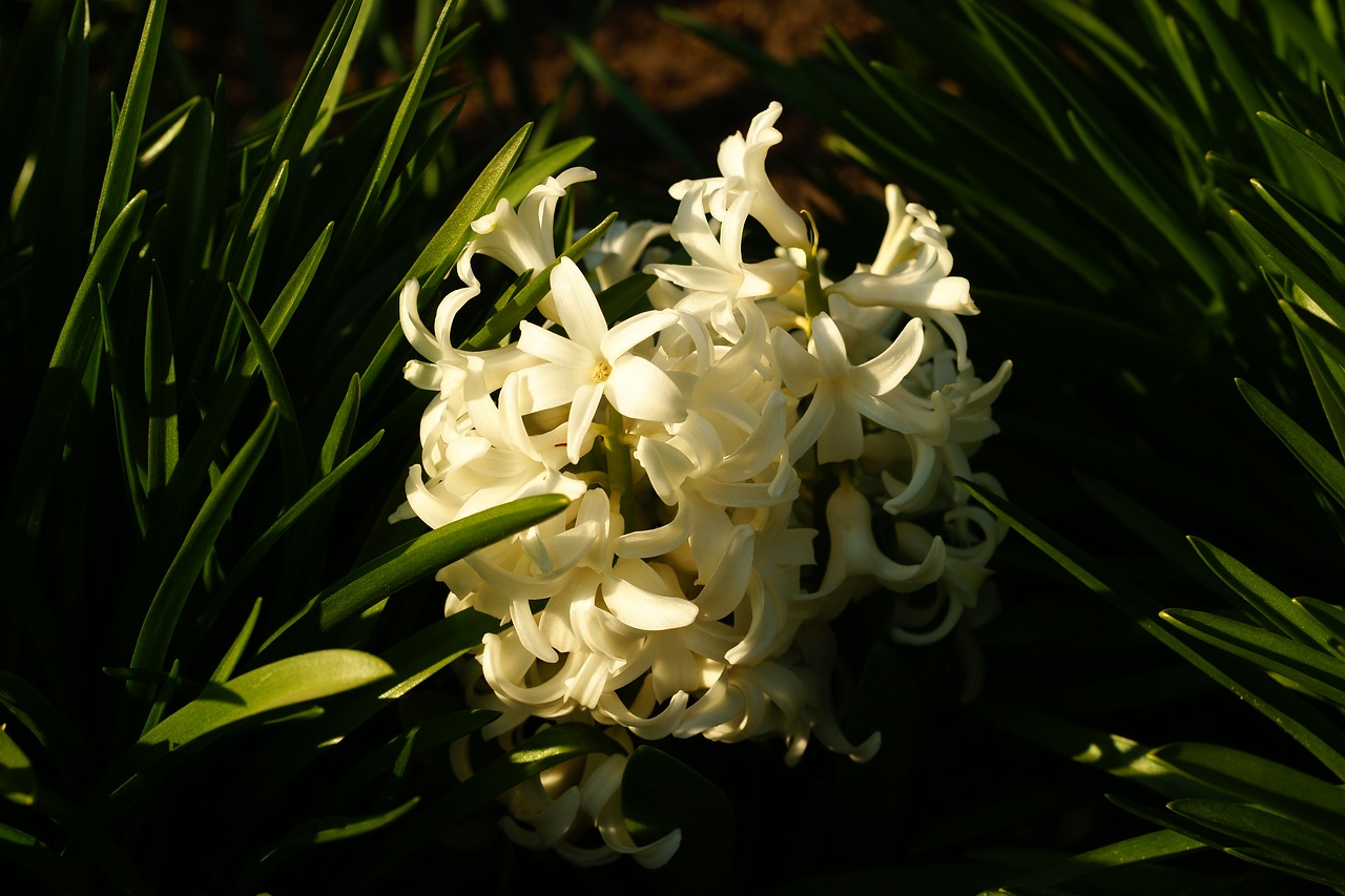 blossom  bloom  spring free photo