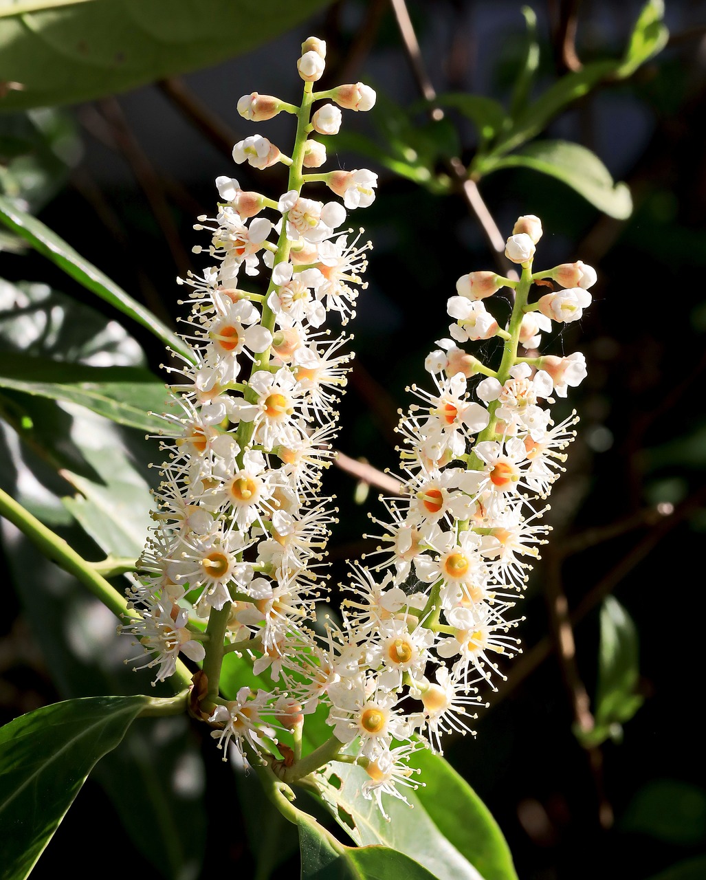 blossom  bloom  plant free photo