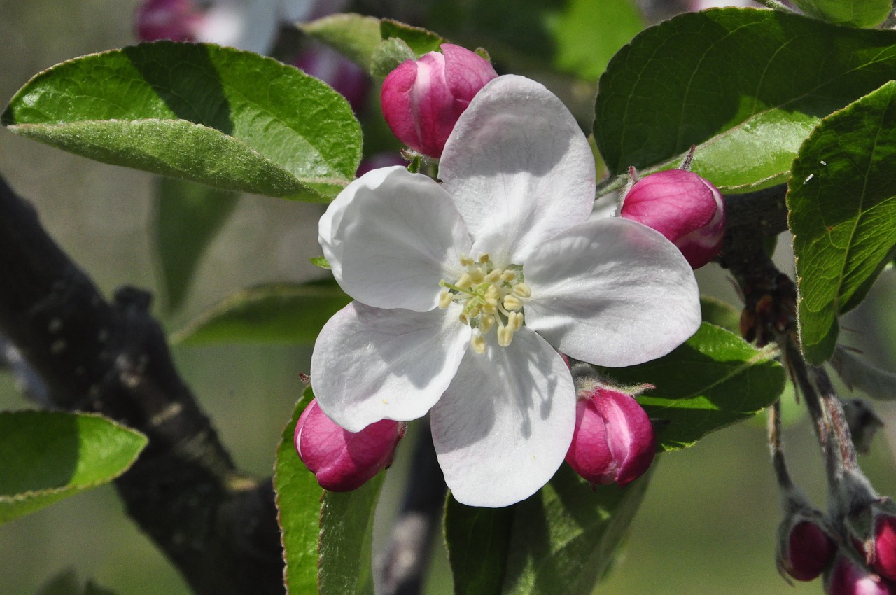 blossom  bloom  apple tree free photo