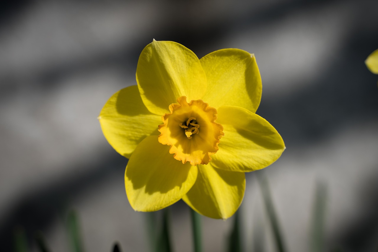 blossom  bloom  narcissus free photo