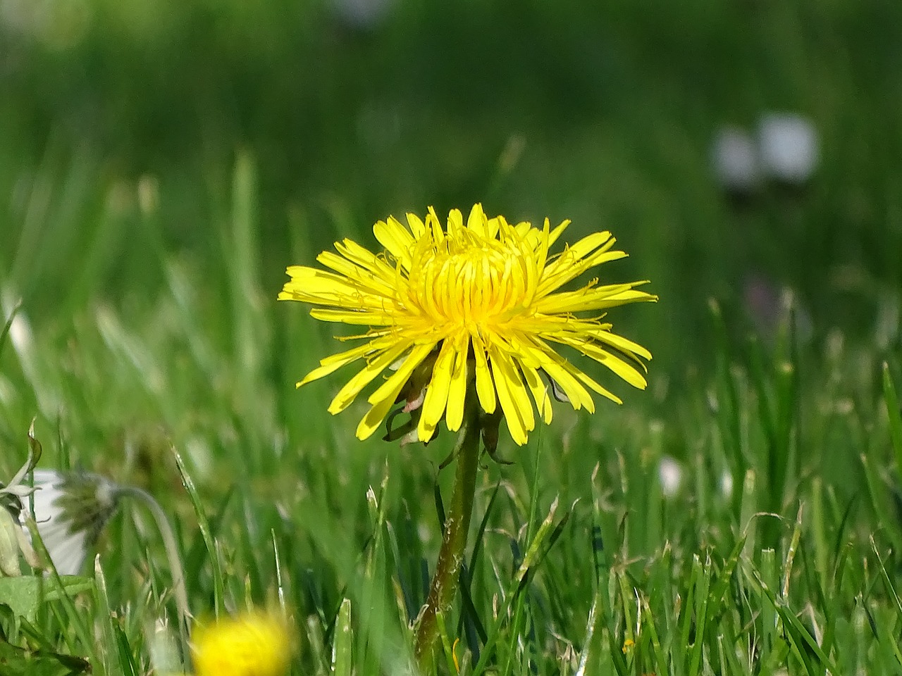 blossom  bloom  close up free photo