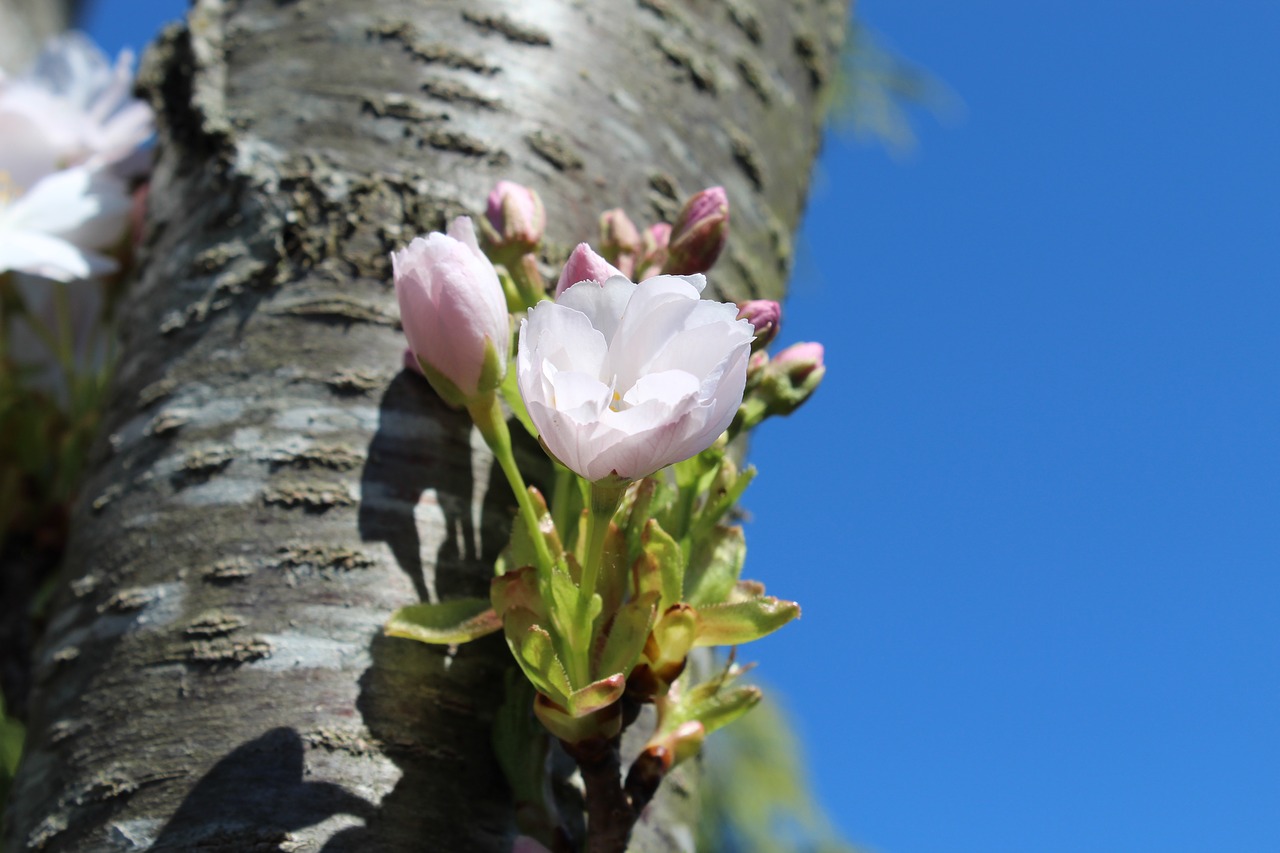 blossom  bloom  tree free photo