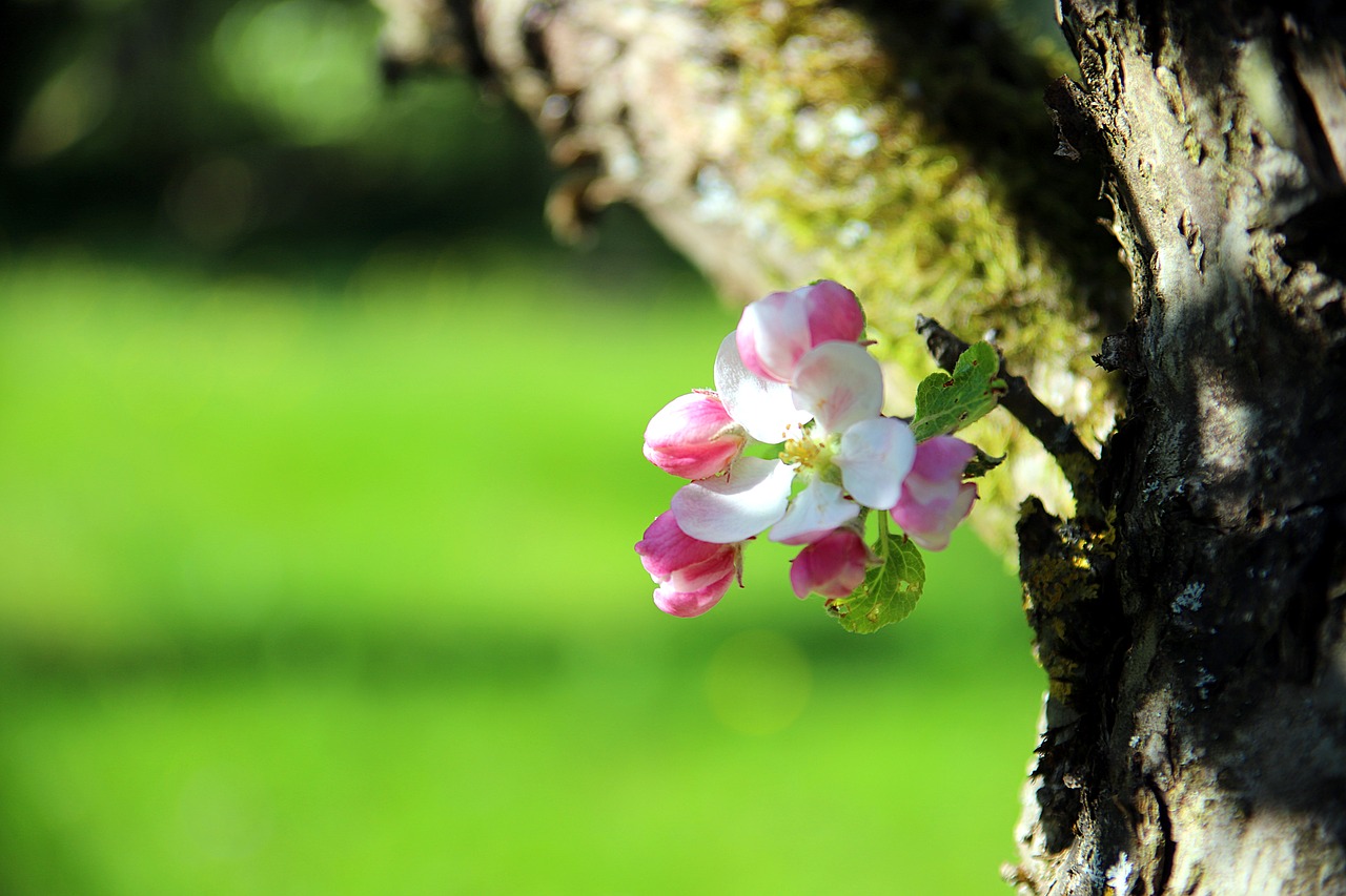 blossom  bloom  apple blossom free photo