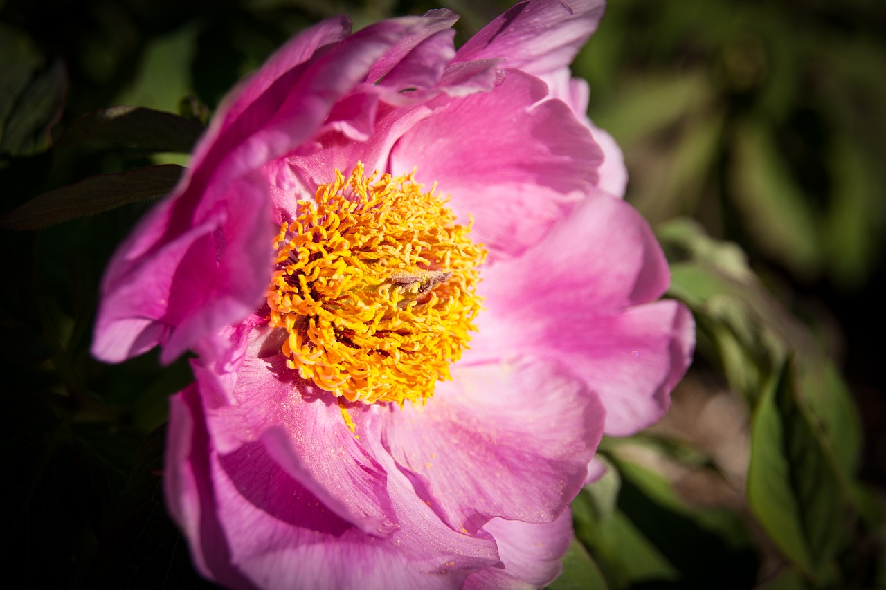 blossom  bloom  close up free photo