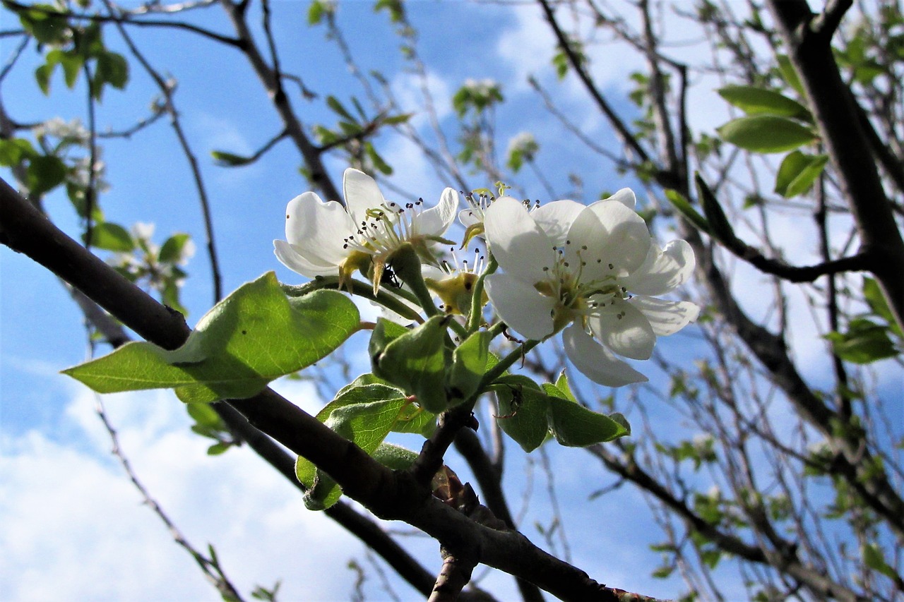 blossom  white  flowers free photo