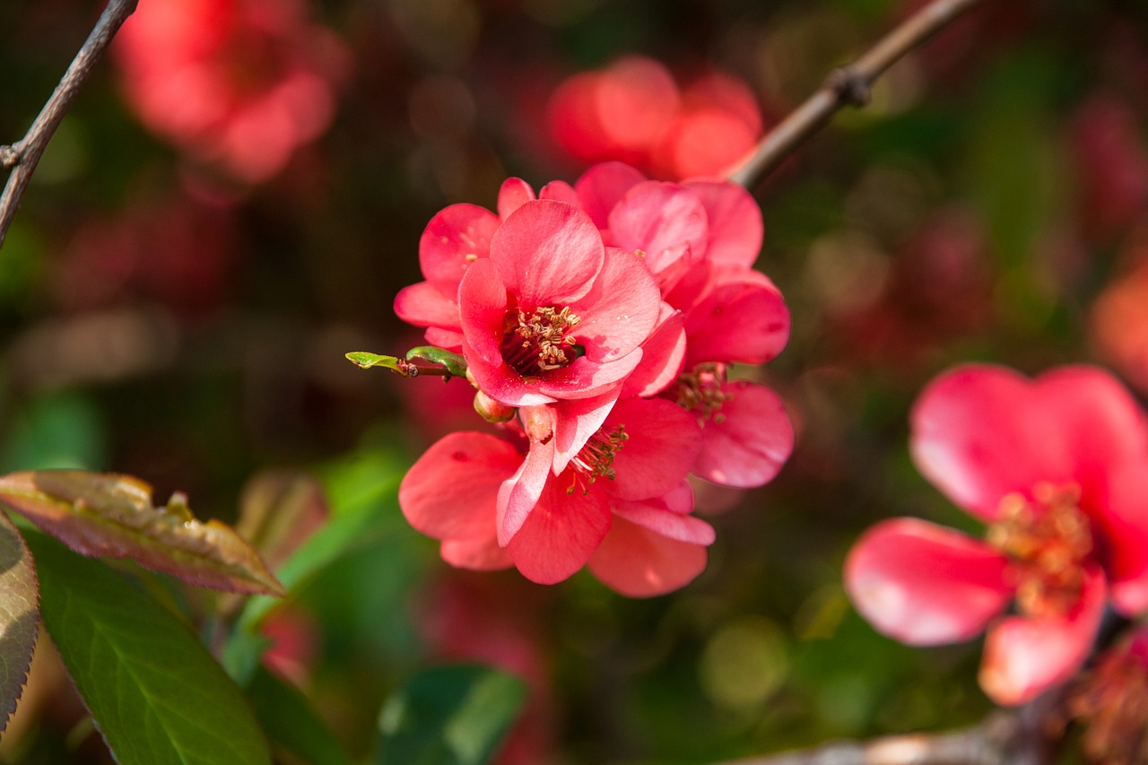 blossom  bloom  branch free photo